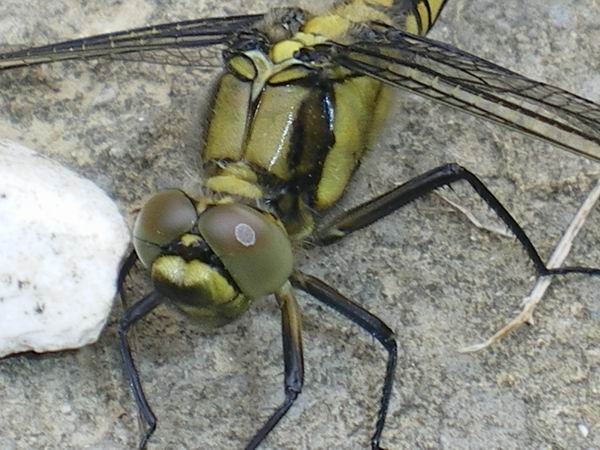 Orthetrum cancellatum